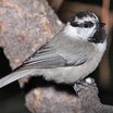 Mountain Chickadee